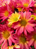 colourful chrysanthemums3b: Mother's Day flower pot of varied coloured chrysanthemums