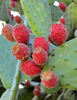 prickly pear fruit2b: prickly pear cactus with abundant ripe edible fruit