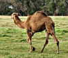 camel time5: camel in grassy paddock
