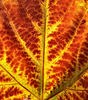 autumn leaf light2: 