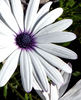 purple hearted daisy1: white purple-centred African daisies