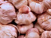 garlic abundance3: bulk quantity of raw unpeeled garlic
