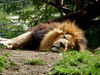 serious catnap2: male lion resting in his enclosure