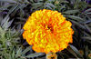 good luck marigolds4: marigolds in red pots available for Chinese-Lunar New Year celebrations