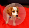 collared pooch1: young cavoodle pup with a protective e-collar following surgery
