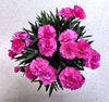 pink carnations1: growing potted bunch of pink carnations