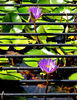 beauty breaking through1: water lilies growing through grille protected pond