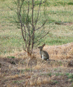 hopping wild: wild Australian rabbit on farm paddock perimter