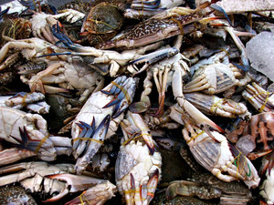 crabby crustaceans: fish market crab varieties ready for purchase and home cooking