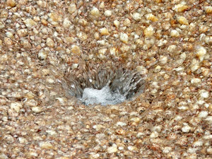 down the plug hole: saucer shaped fountain feature embedded with shells and pebbles draining water