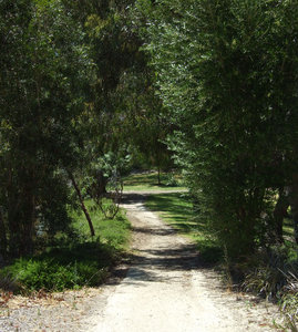 bush path: bush path