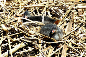 coot nestlings: coot chicks in water's edge reed nest