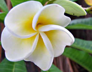 golden twirl: white and yellow - golden - frangipani flower opening and showing soft colours