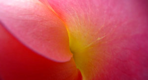 in the pink: pink rose - delicate petals and colours