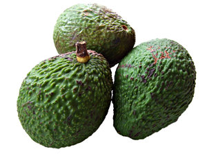 avocados - green: unripened green avocados