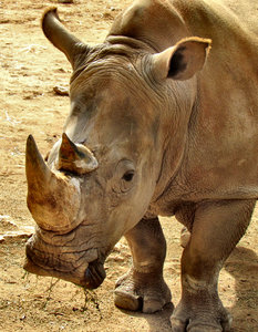 love me - love my wrinkles1: rhino having a dinner snack