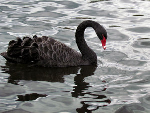 cisne-ing no river2: 