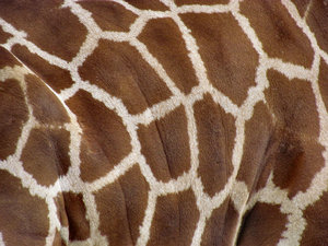 giraffe skin tones5: side & hide of a giraffe