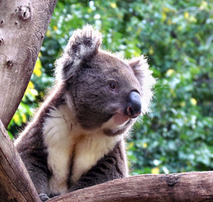quiet koala: quiet Australian koala up a gum tree