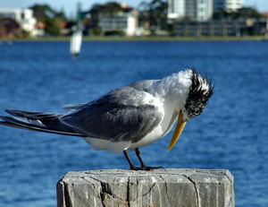 crested tern3: greater crested tern perched on river pier stump