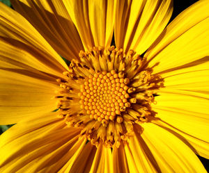 bright golden petals2: bright yellow daisy flower