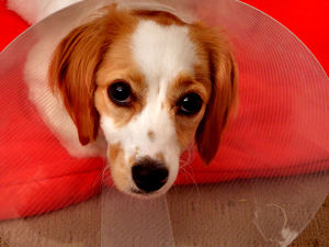 collared pooch7: young cavoodle pup with a protective e-collar following surgery