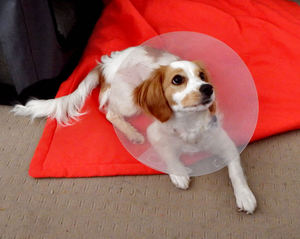collared pooch3: young cavoodle pup with a protective e-collar following surgery