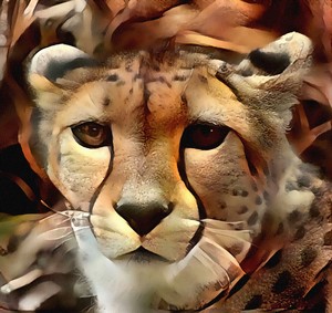cheetah eye to eye1A.: artistic rendering of eye to eye photo of a cheetah