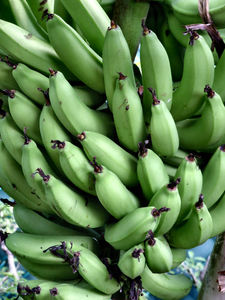 plátanos de jardín3: 