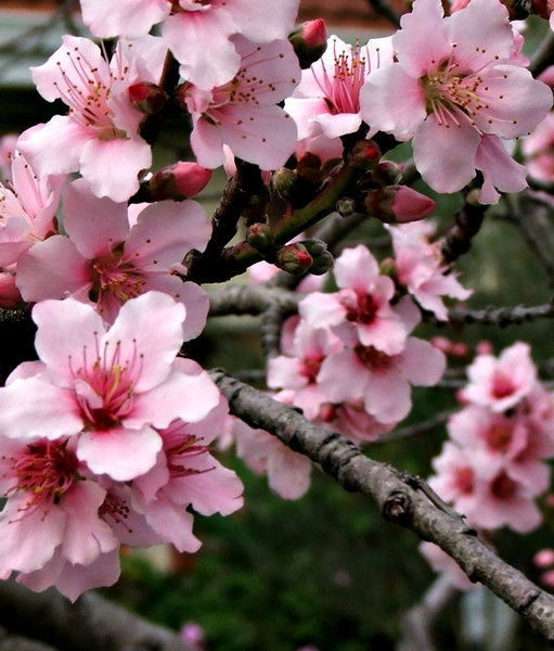 flowering plum tree: 