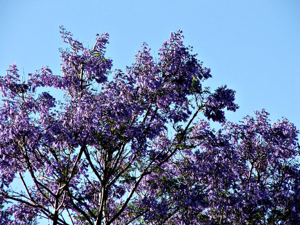 Jacaranda purple: heavy flowering purple-blue Jacaranda tree