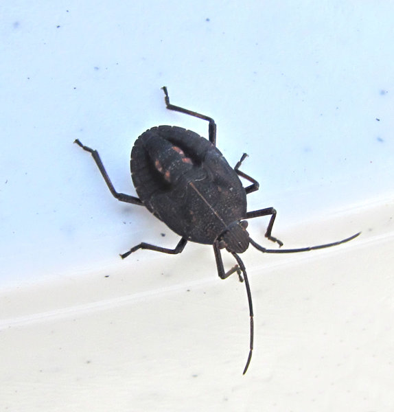 bugged: an Australian shield bug