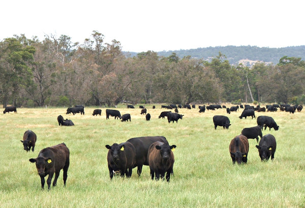 beef cattle: 