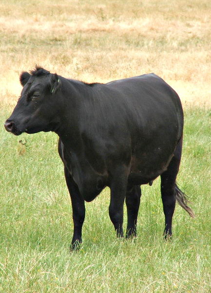 beef cattle: Angus beef cattle