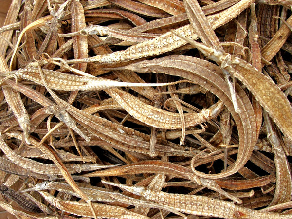 dried pipefish for sale: dried pipefish for sale for food and medicinal purposes