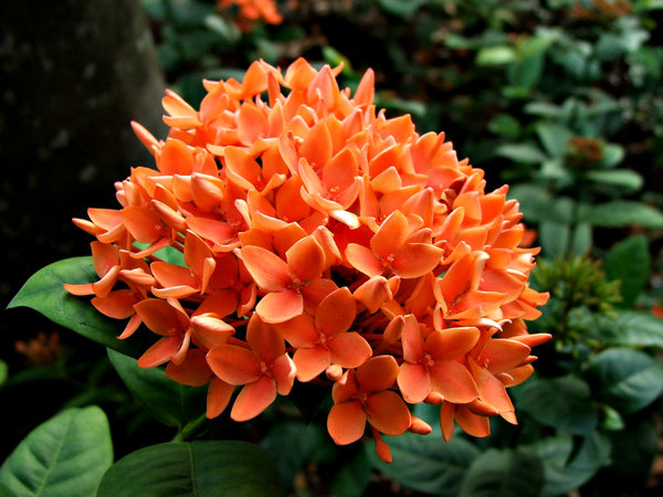orange clusters | Free stock photos - Rgbstock - Free stock images |  TACLUDA | March - 17 - 2011 (26)