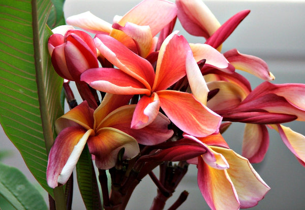 fiery frangipani2: fiery coloured frangipani