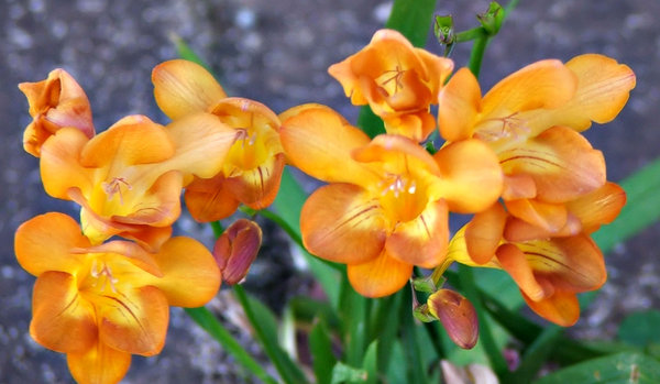 freesia gold: colourful and very strongly scented freesia - both a garden plant and a competing bushland weed (in Australia)