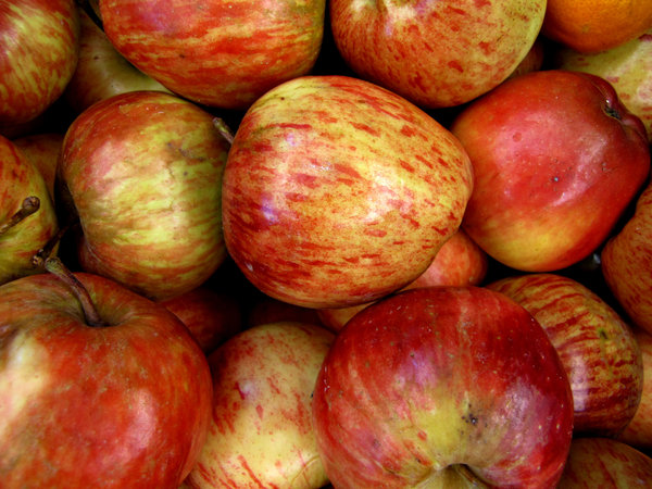 apples: a variety of eating apples