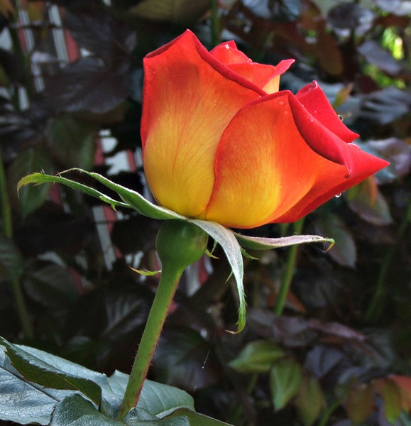 rosy red: fiery coloured red rose flowers