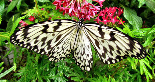 butterfly beauty2: butterfly feeding on flower nectar