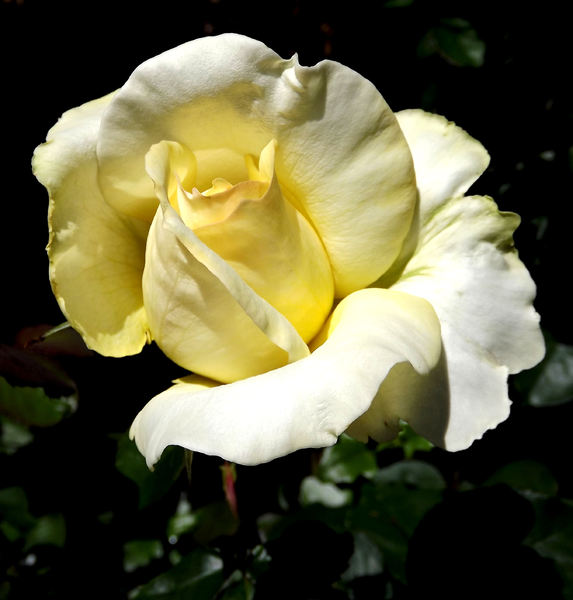 golden centred1: delicate gold centred white garden rose