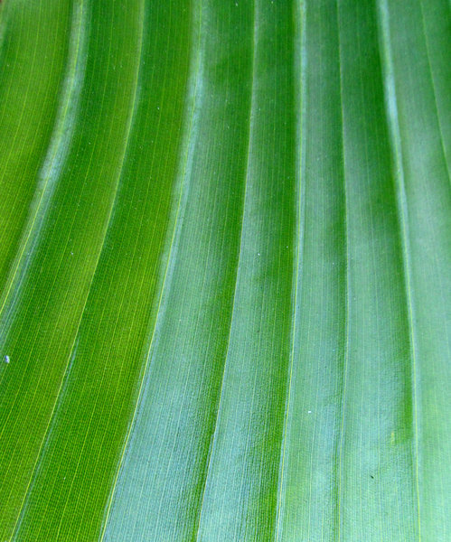 leafy slide: downward sloping large ribbed tropical leaf