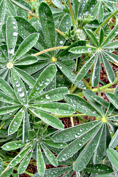raindrops keep falling: raindrops cling to garden plants