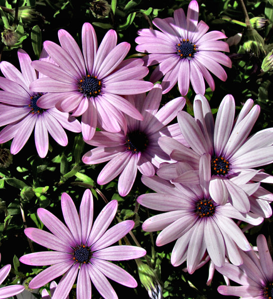 pink and white daisies: pink and white African daisies