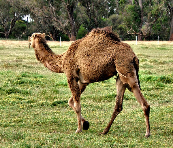 camel time5: camel in grassy paddock