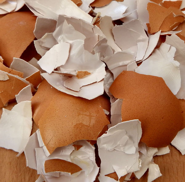 broken egg shells11: fragile broken egg shells
