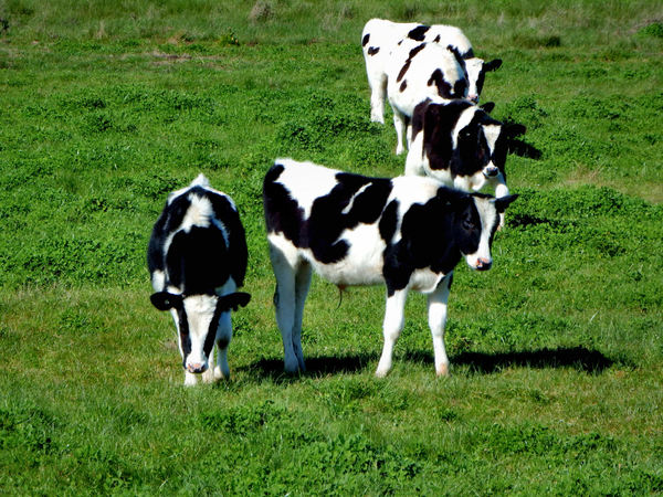 dairy cattle5: Holstein-Friesian dairy cattle in South Western Australia