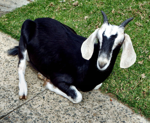 just resting2: resting domesticated farm goat