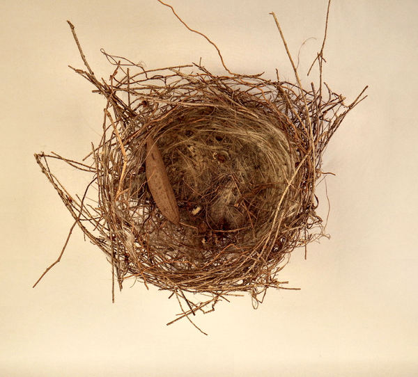 empty nest1: small bird’s empty nest